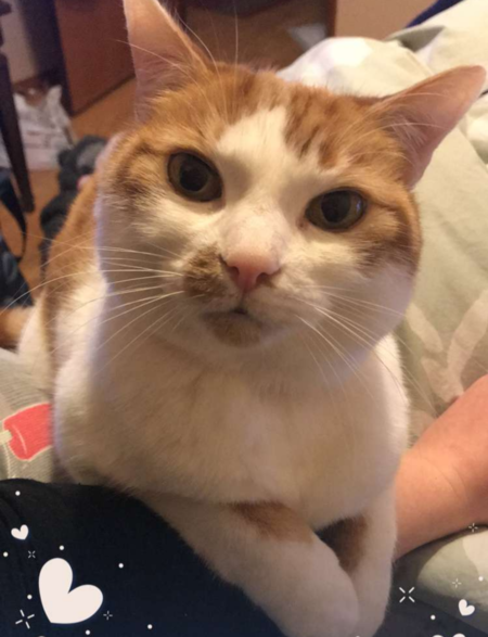 Entry image for Cooper. Clicking this image will show a larger photo