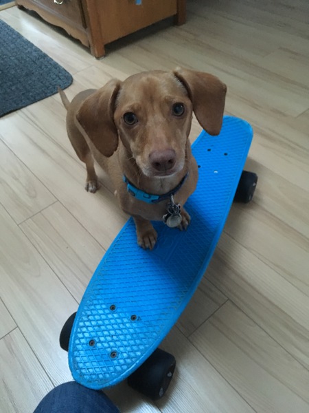 Entry image for Snoopy. Clicking this image will show a larger photo