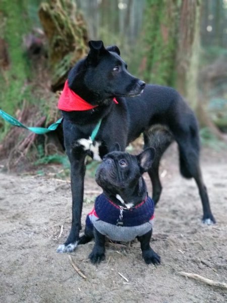 Entry image for Leia and Boris. Clicking this image will show a larger photo