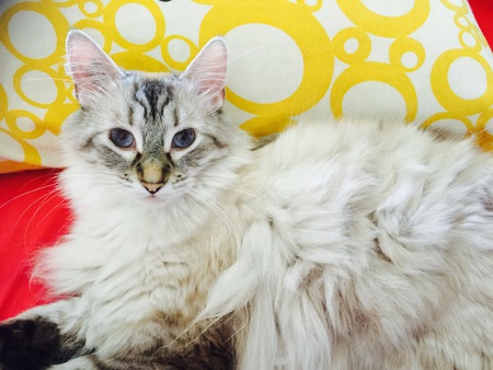 Entry image for Kodiak Bear. Clicking this image will show a larger photo