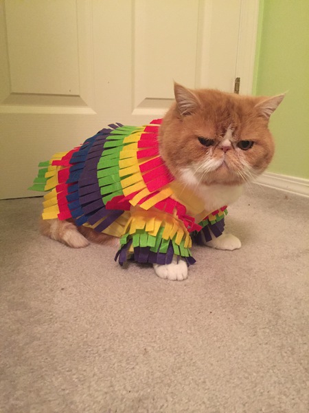 Entry image for Schmuck. Clicking this image will show a larger photo