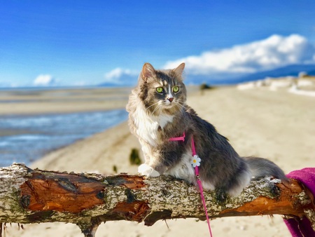 Entry image for Mitzy. Clicking this image will show a larger photo