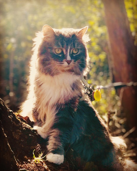 Entry image for Mitzy. Clicking this image will show a larger photo