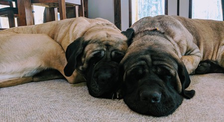 Entry image for Bella and Laika. Clicking this image will show a larger photo