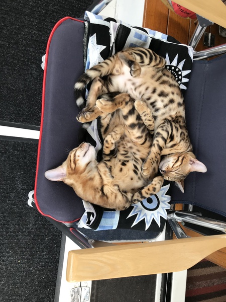 Entry image for Rocco and Bella. Clicking this image will show a larger photo