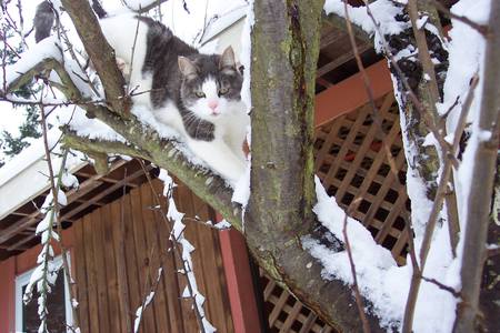 Entry image for Kit. Clicking this image will show a larger photo