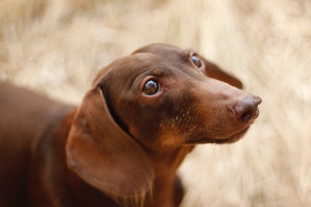 Entry image for Duke. Clicking this image will show a larger photo