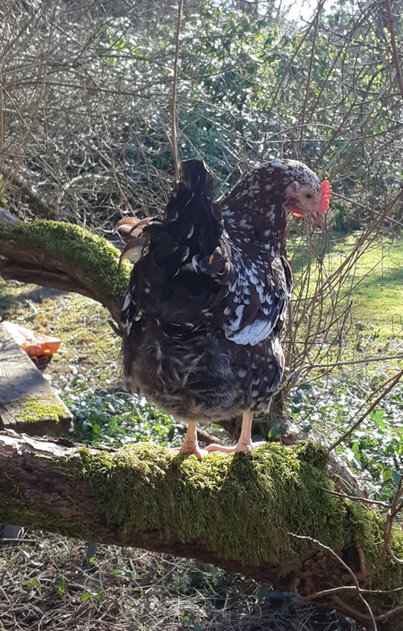 Entry image for Speckles. Clicking this image will show a larger photo