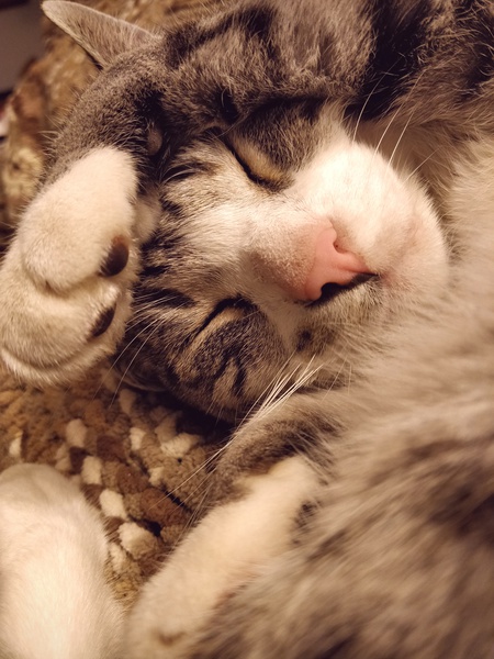 Entry image for Odin. Clicking this image will show a larger photo