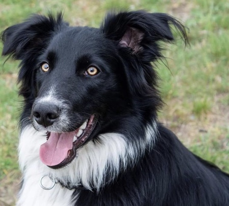 Entry image for Mattu. Clicking this image will show a larger photo