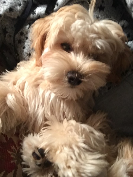 Entry image for Peanut. Clicking this image will show a larger photo