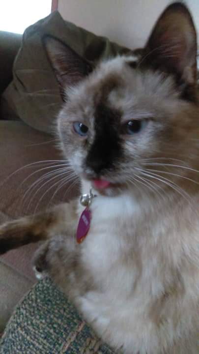 Entry image for Mochi. Clicking this image will show a larger photo