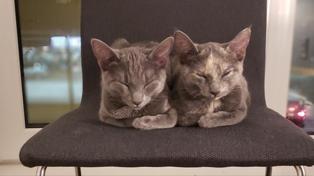 Entry image for Phoebe & Kali. Clicking this image will show a larger photo