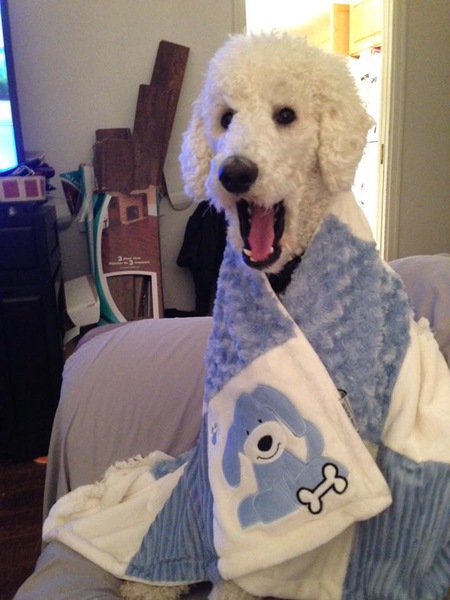 Entry image for Loki. Clicking this image will show a larger photo