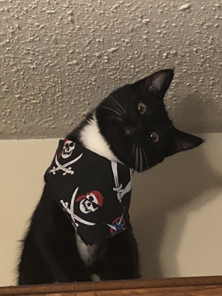 Entry image for Autumn pawsome . Clicking this image will show a larger photo