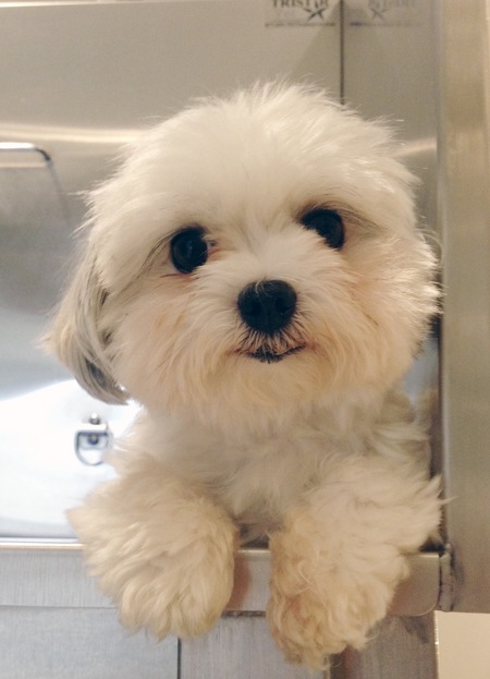 Entry image for Peanut. Clicking this image will show a larger photo