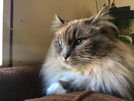 Entry image for Chanel. Clicking this image will show a larger photo