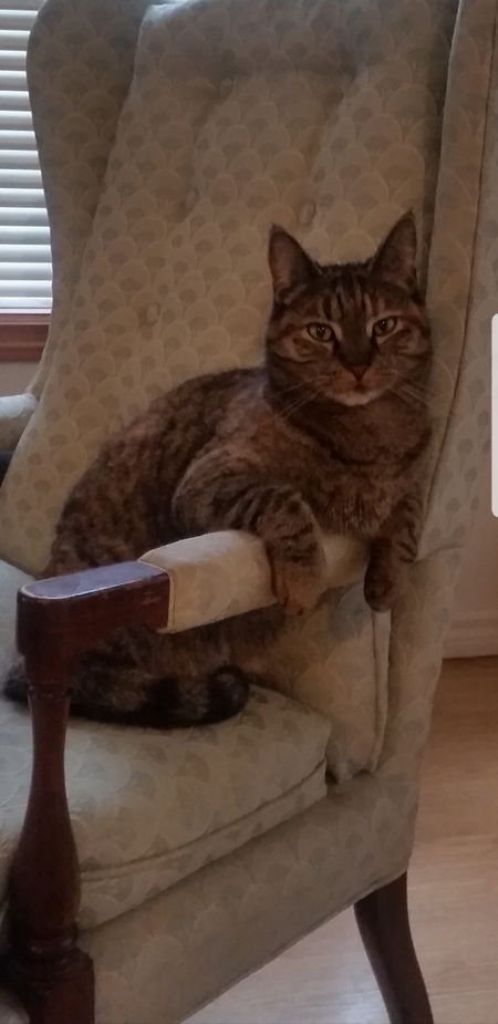 Entry image for Lyla. Clicking this image will show a larger photo