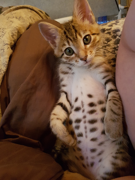 Entry image for Aku. Clicking this image will show a larger photo