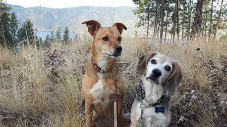 Entry image for Trinity & Lokie. Clicking this image will show a larger photo