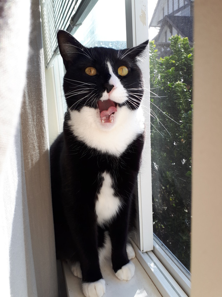 Entry image for Theo. Clicking this image will show a larger photo