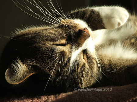 Entry image for Magic. Clicking this image will show a larger photo