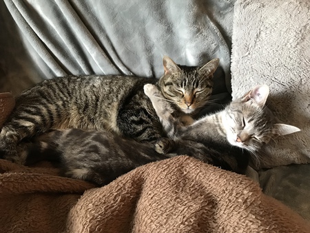 Entry image for Arlee and Luna-Tuna. Clicking this image will show a larger photo