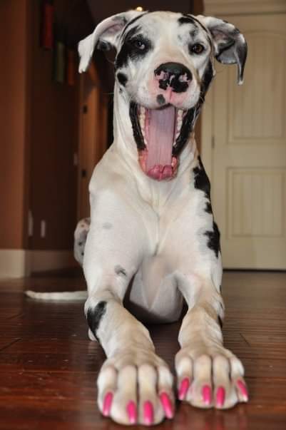 Entry image for Ava. Clicking this image will show a larger photo