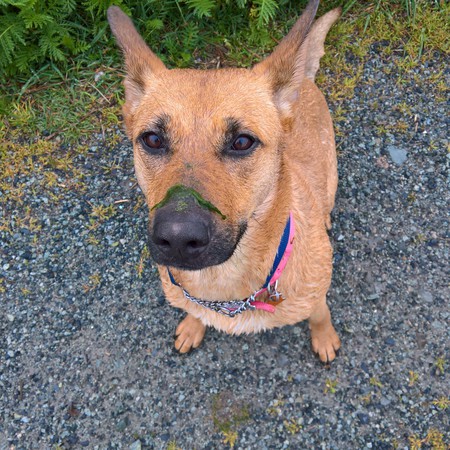 Entry image for CLEOPATRA. Clicking this image will show a larger photo