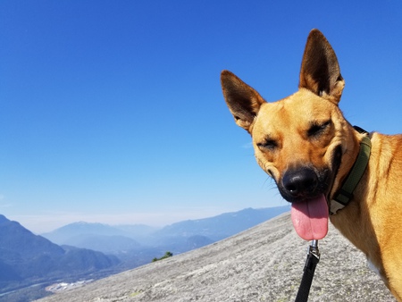 Entry image for Cricket. Clicking this image will show a larger photo