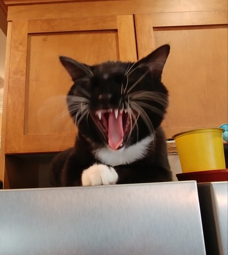 Entry image for Bentley. Clicking this image will show a larger photo