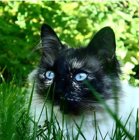 Entry image for Meep . Clicking this image will show a larger photo