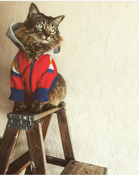 Entry image for Finn. Clicking this image will show a larger photo