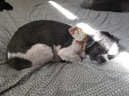 Entry image for Rocco. Clicking this image will show a larger photo