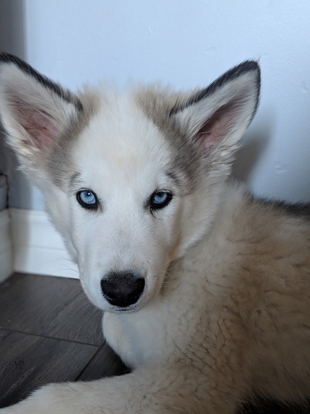 Entry image for Storm. Clicking this image will show a larger photo