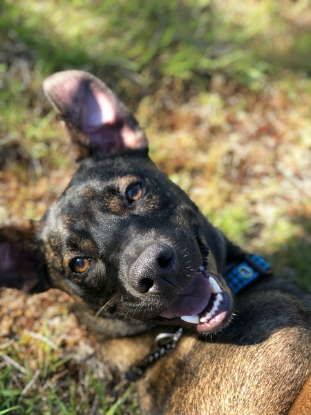 Entry image for Clyde. Clicking this image will show a larger photo