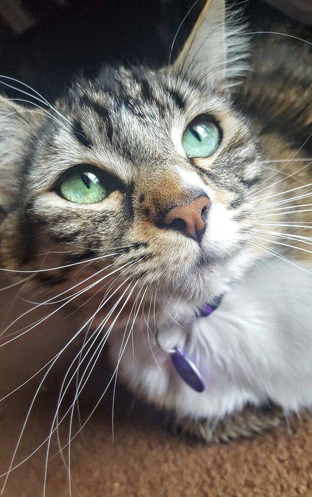 Entry image for Piper. Clicking this image will show a larger photo