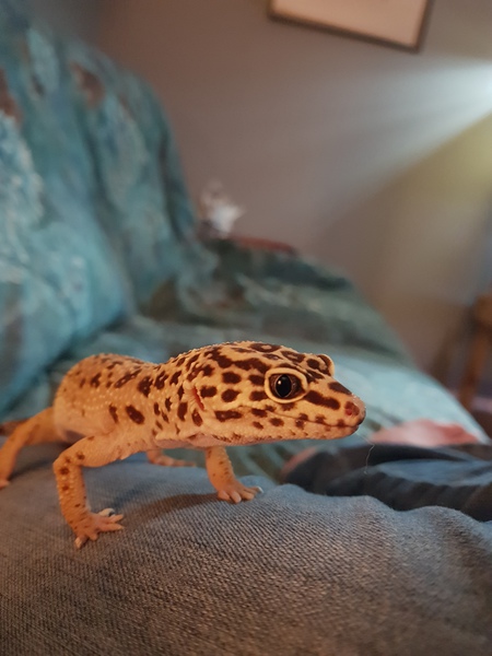 Entry image for Panthera. Clicking this image will show a larger photo