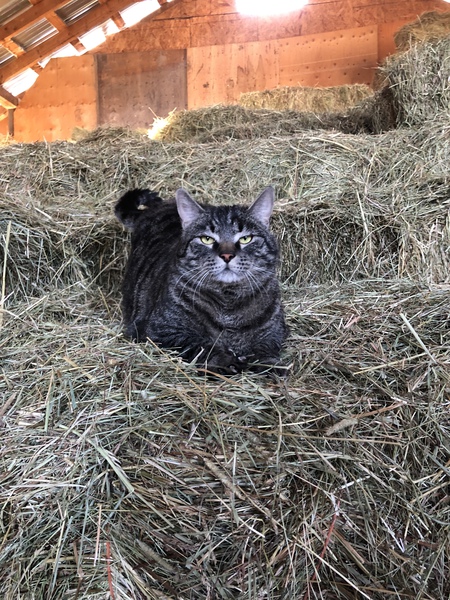 Entry image for Marley . Clicking this image will show a larger photo