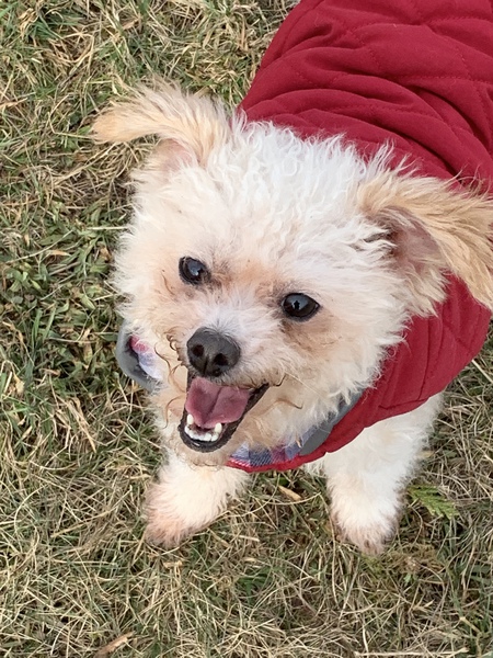 Entry image for Einstein. Clicking this image will show a larger photo