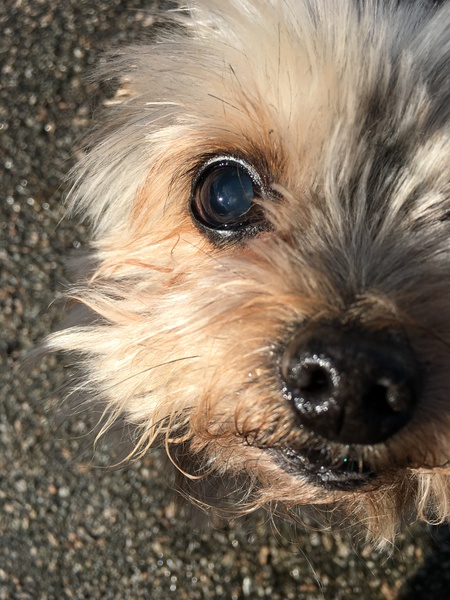 Entry image for Jock. Clicking this image will show a larger photo