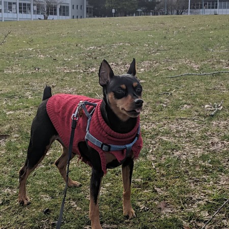 Entry image for Lucky. Clicking this image will show a larger photo