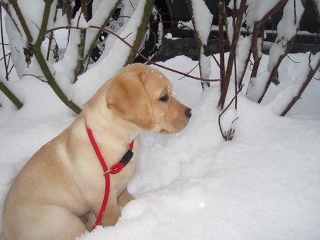 Entry image for Chewie. Clicking this image will show a larger photo