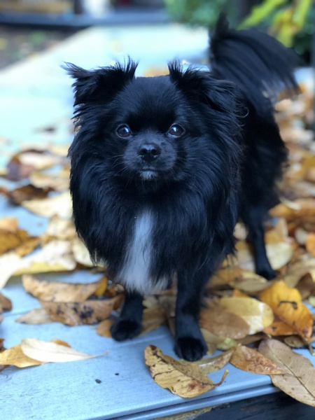 Entry image for Grohly. Clicking this image will show a larger photo