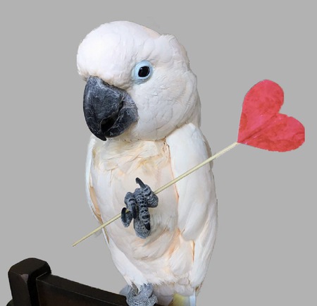 Entry image for Mango. Clicking this image will show a larger photo