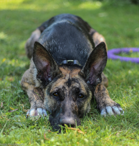 Entry image for Koda bear . Clicking this image will show a larger photo