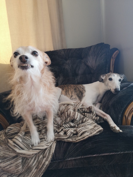 Entry image for Motzy and Boomer. Clicking this image will show a larger photo