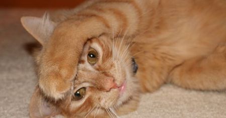 Entry image for Cecil. Clicking this image will show a larger photo