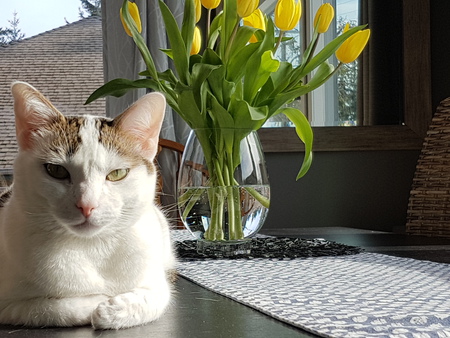 Entry image for Cleo. Clicking this image will show a larger photo