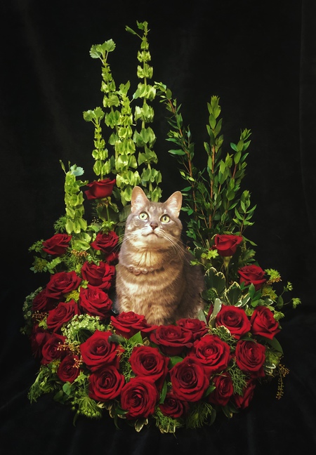 Entry image for Miss Sophie Cat . Clicking this image will show a larger photo